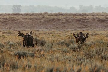 Wapiti dans le parc national de Grand Teton (USA) sur Get Framed Photography
