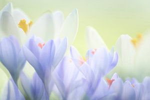 Crocus au pastel doux réalisés avec des expositions multiples