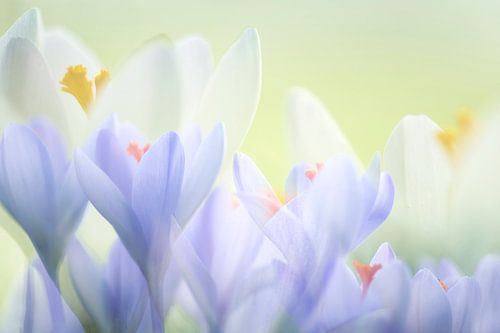 Soft pastel krokussen gemaakt met meervoudige belichting