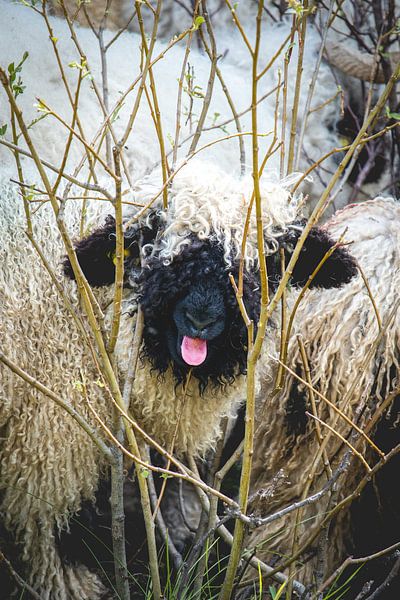 Yuck! Blacknose sheep in Zermatt by Steffen Koch