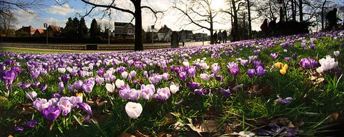 Spring on the City Ring