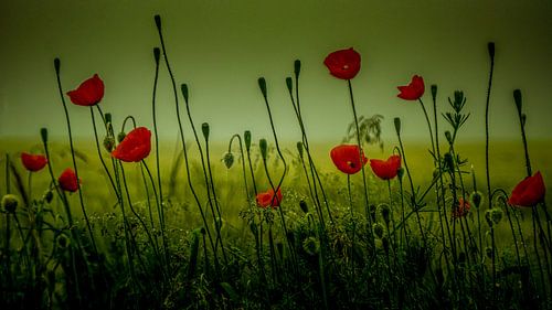 Met Analoge Lens Bosbloemenweidemist