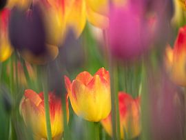 Kleurenpracht in de Noord van Fons van Noorden