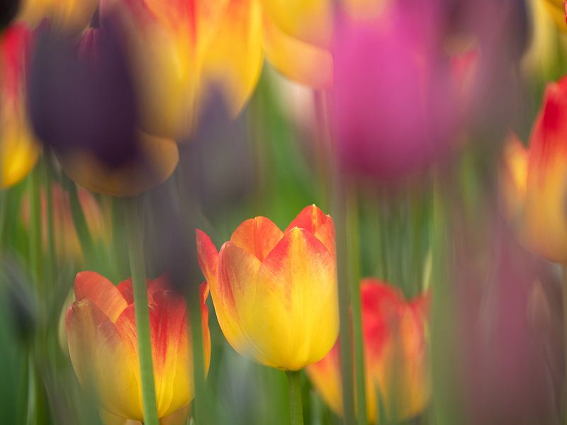 Splendour of colours in the North by Fons van Noorden