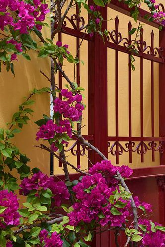 Bougainvillea tegen een zonnige muur