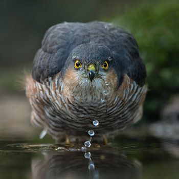 Augenkontakt mit Sperber