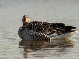 Quirky Greylag Goose. by Randy Riepe