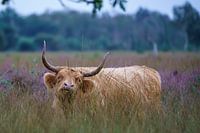 Scottish Highlander