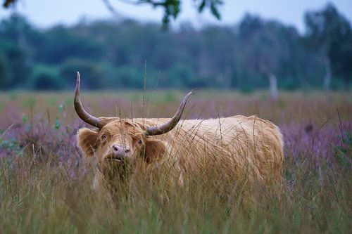 Scottish Highlander