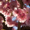 Pink flowers of ornamental cherry in sunlight 4 by Heidemuellerin