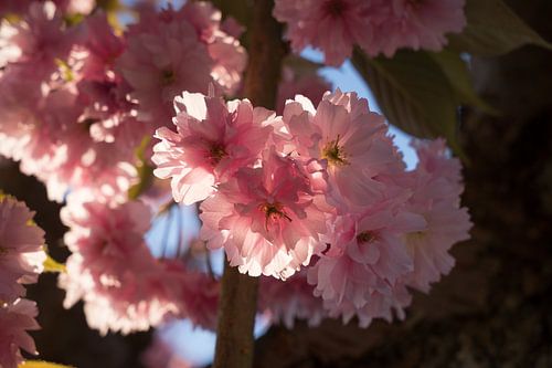 Pink flowers of ornamental cherry in sunlight 4