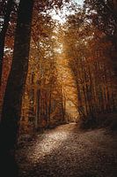 Herfst in het bos