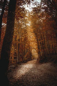 Herfst in het bos van Benjamien t'Kindt