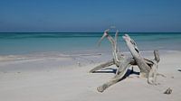 Wortelstokken van mangrove op het Caribische strand van Cayo Jutias