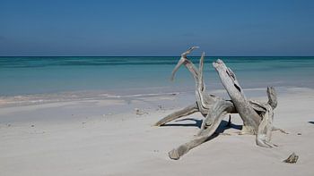 Rootstocks of mangrove on Cayo Jutias beach