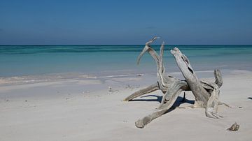 Wortelstokken van mangrove op het Caribische strand van Cayo Jutias van Joes van Asten