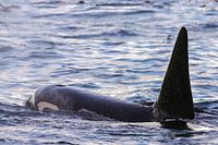 Male killer whale surfacing 