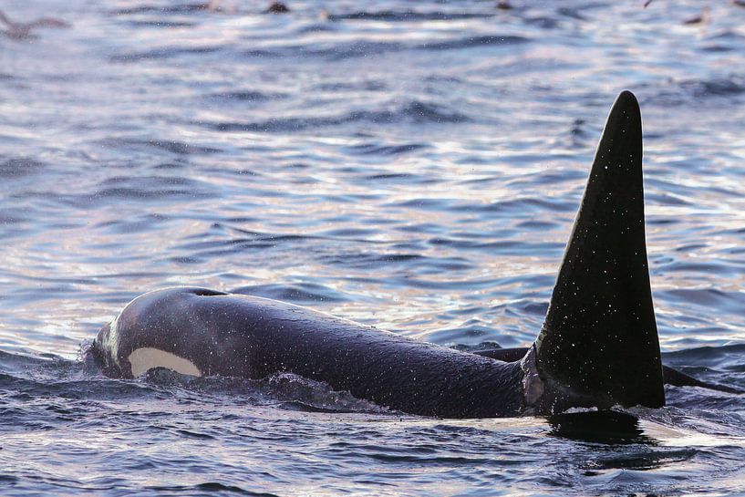 Male killer whale surfacing  by Marjoleine Roos