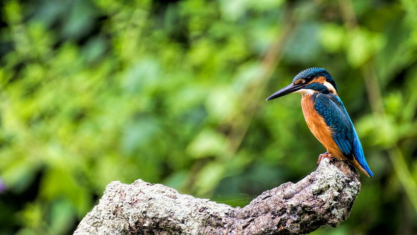 Ijsvogel van Henk bohmers