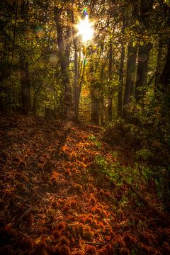 Spelen met licht en herfstkleuren by John Kreukniet