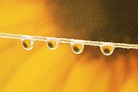 Sunny drops