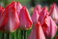 Dauwdruppels op roze tulpen