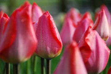 Tautropfen auf rosa Tulpen