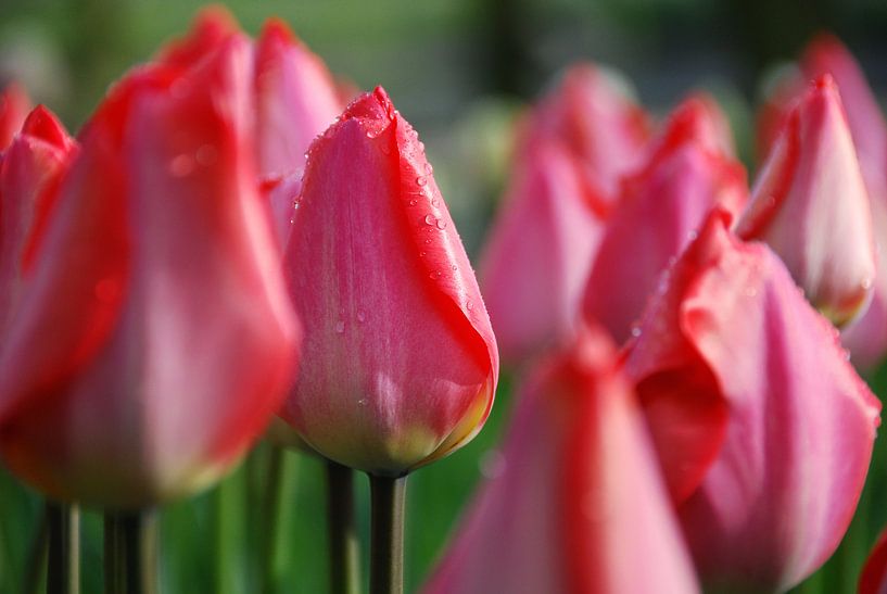 Tautropfen auf rosa Tulpen von Leuntje 's shop