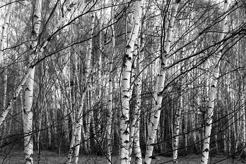 Birch Forest