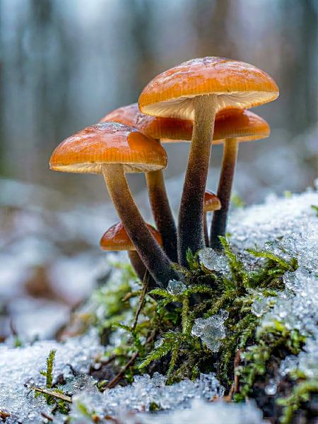 Paddenstoelen - Fluwelen paddenstoelen - Heldere winterpaddenstoelen in de sneeuw van Max Steinwald