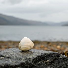 Coquillage en bord de mer sur Nadia Feys