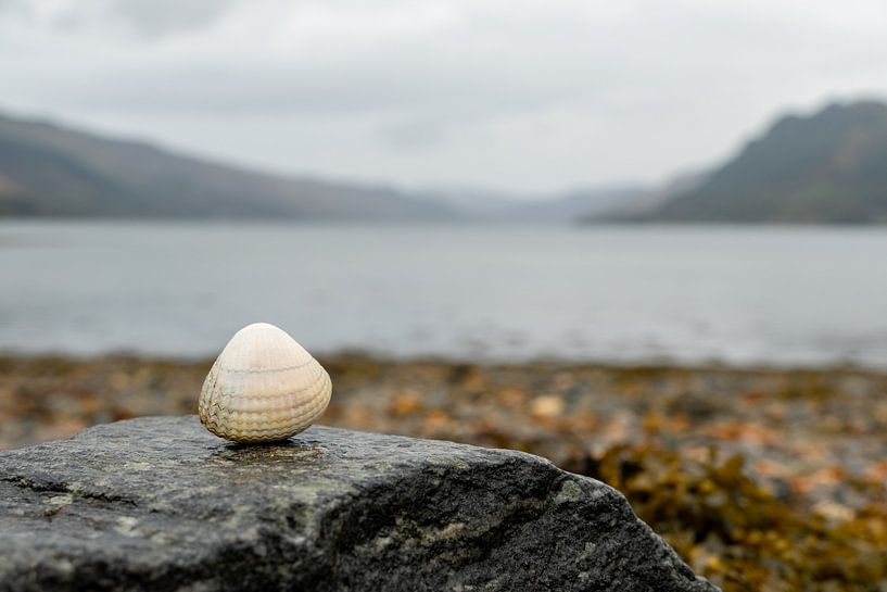 Muschel am Meer von Nadia Feys