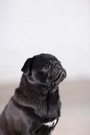 Mops Puck von Janine Bekker Photography