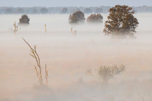 Birches in the mist on the Bargerveen; birches Bargerveen