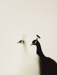 Paon blanc et noir