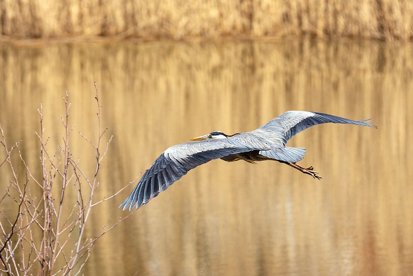 Flying Grey Heron by ManfredFotos