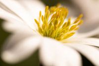 Makroaufnahme einer Buschwindröschen