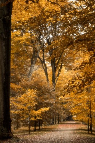 Herfst in het Park Brasschaat