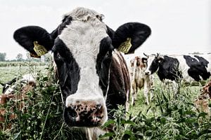 vache curieuse