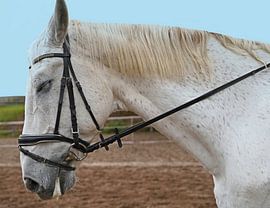 Photo shoot with white horse on a riding arena