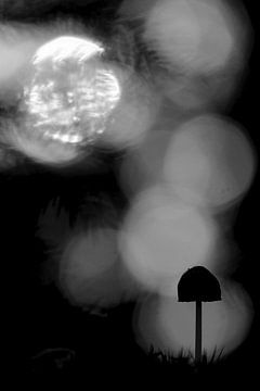 Silhouet van een klein paddenstoeltje van Simon Hazenberg