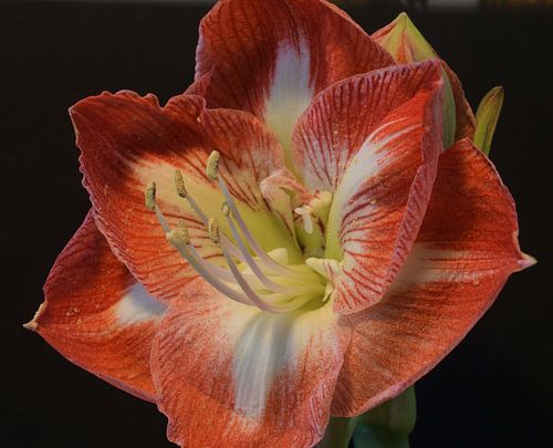 Roodwitte amaryllis