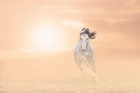 Lusitano hengst