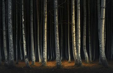 Sprookjesachtig licht in het herfstbos van fernlichtsicht