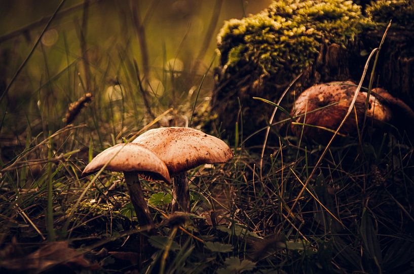 Paddenstoelen in de herfst van Claire Groeneveld