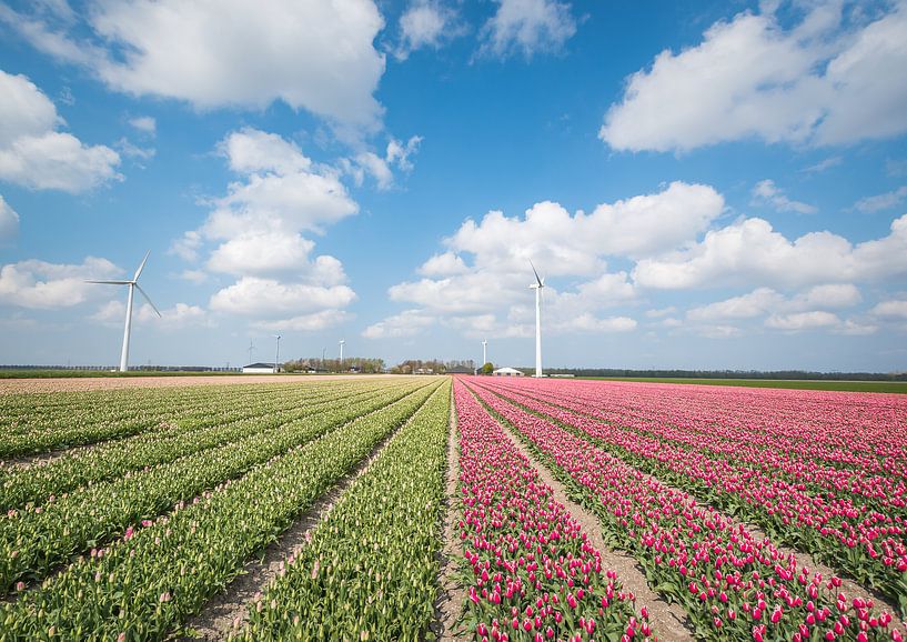 Tulpenvelden op een zonnige dag. van Tomasz Baranowski