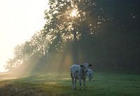 Koe in het ochtendlicht