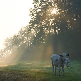 Koe in het ochtendlicht van Jitske Van der gaast