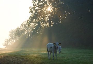 Koe in het ochtendlicht van Jitske Van der gaast