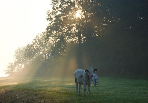 Koe in het ochtendlicht